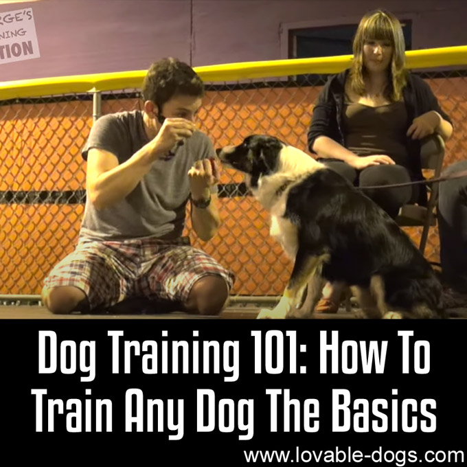 Dog Training 101- How To Train Any Dog The Basics - WP
