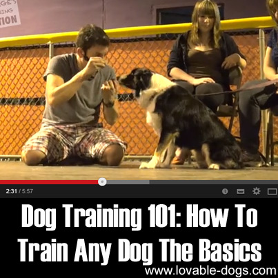 Dog Training 101- How To Train Any Dog The Basics