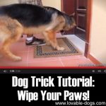 Dog Trick Tutorial: Wipe Your Paws
