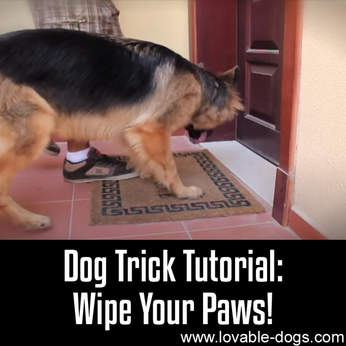 Dog Trick Tutorial - Wipe Your Paws - WP