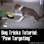 Dog Tricks Tutorial Paw Targeting