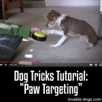 Dog Tricks Tutorial Paw Targeting