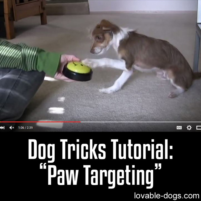 Dog Tricks Tutorial Paw Targeting - WP