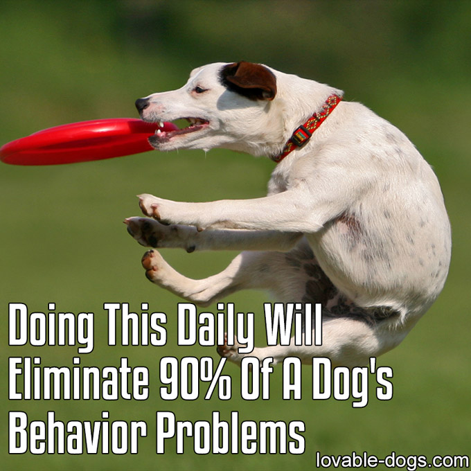 Doing This Daily Will Eliminate 90% Of A Dog's Behav-WP
