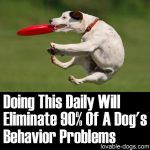 Doing THIS Daily Will Eliminate Over 90% Of Dog Behavior Problems
