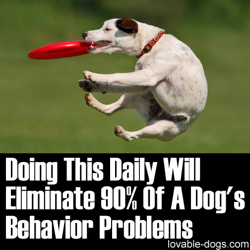 Doing This Daily Will Eliminate 90% Of A Dog's Behavior Problems