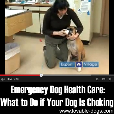 Emergency Dog Health Care What to Do If Your Dog Is Choking