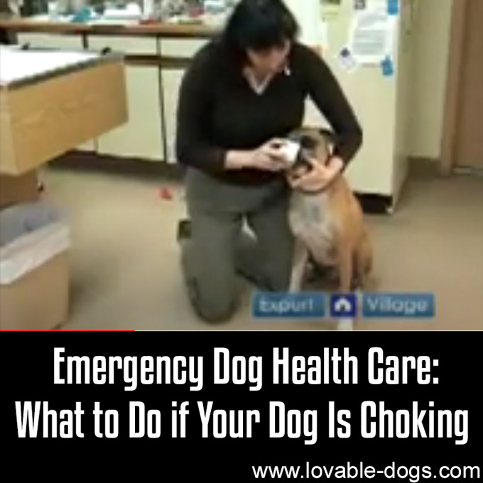 Emergency Dog Health Care What to Do If Your-WP
