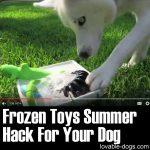 Frozen Toys Summer Hack For Your Dog