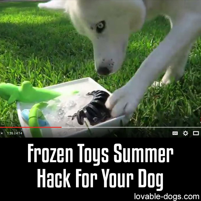 Frozen Toys Summer Hack For Your Dog - WP