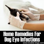Home Remedies For Dog Eye Infections