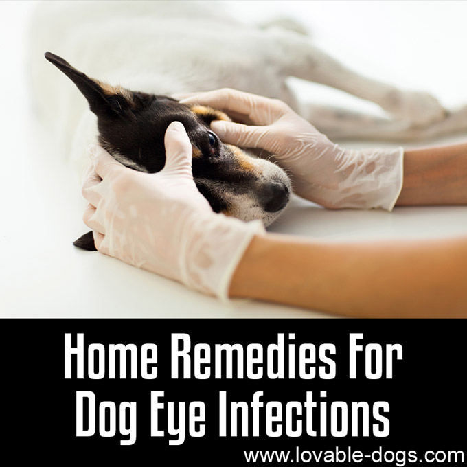 Home Remedies For Dog Eye Infections - WP