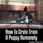 How To Crate Train A Puppy Humanely