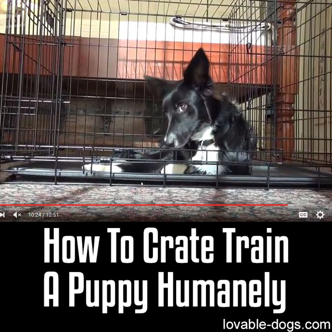 How To Crate Train Train A Puppy Humanely - WP