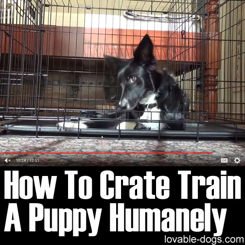 How To Crate Train Train A Puppy Humanely