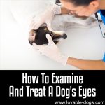 How To Examine And Treat A Dog’s Eyes