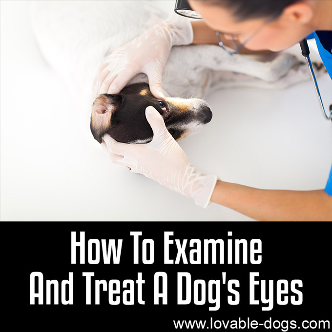 How To Examine & Treat A Dog's Eyes - WP