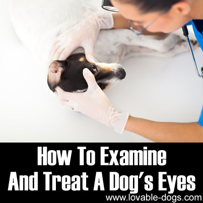 How To Examine & Treat A Dog's Eyes