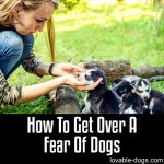 How To Get Over A Fear Of Dogs