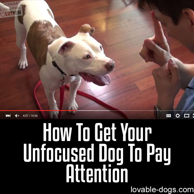 How To Get Your Unfocused Dog To Pay Attention - WP
