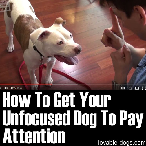 How To Get Your Unfocused Dog To Pay Attention