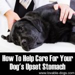 How To Care For Your Dog’s Upset Stomach