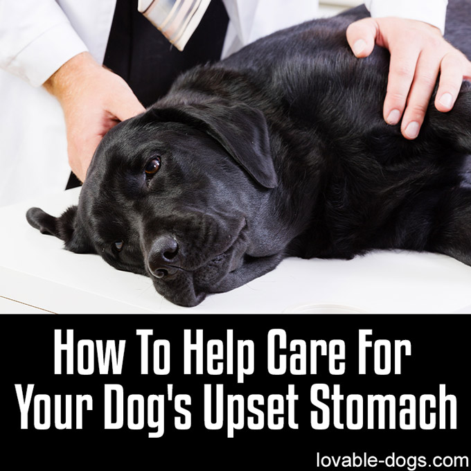 How To Help Care For Your Dog's Upset Stomach - WP