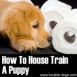 How To House Train A Puppy (Video Tutorial)