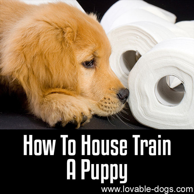 How To House Train A Puppy - WP