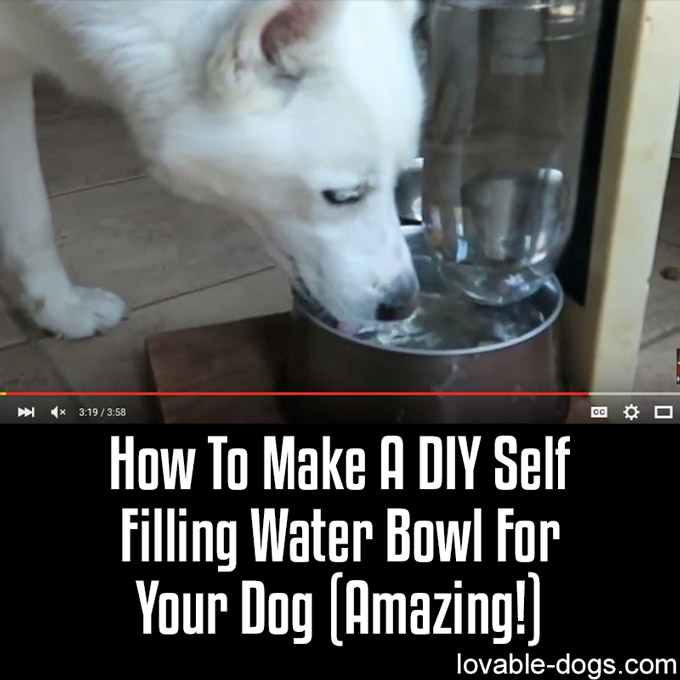 How To Make A DIY Self Filling Water Bowl For Your D-WP