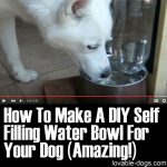 How To Make A DIY Self Filling Water Bowl For Your Dog (Amazing!)