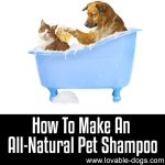How To Make An All-Natural Pet Shampoo