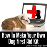 How To Make Your Own Dog First Aid Kit