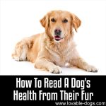 How To Read A Dog’s Health From Their Fur