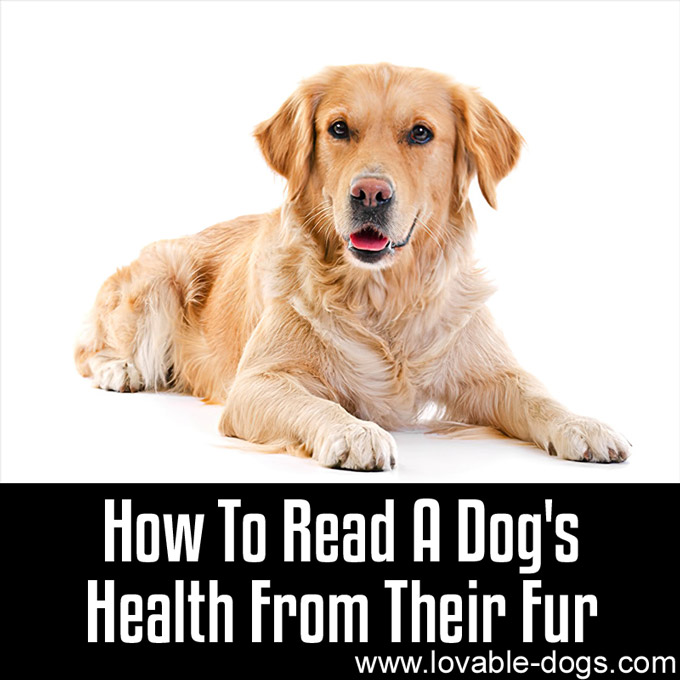 How To Read A Dog's Health From Their Fur - WP