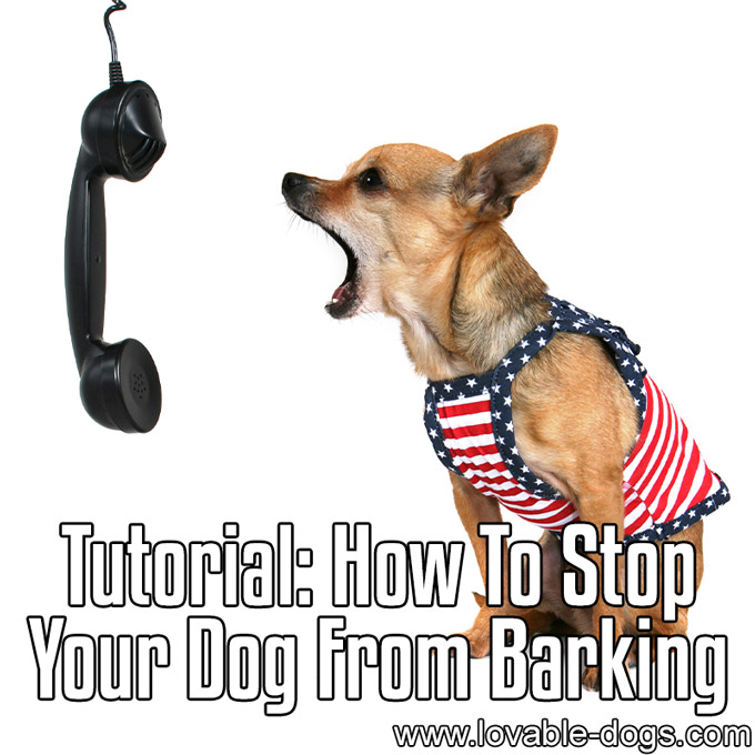 How To Stop Your Dog From Barking - WP