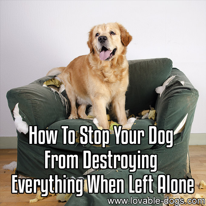 How To Stop Your Dog From Destroying Everything -WP