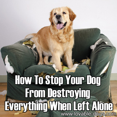How To Stop Your Dog From Destroying Everything When Left Alone