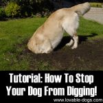 How To Stop Your Dog From Digging