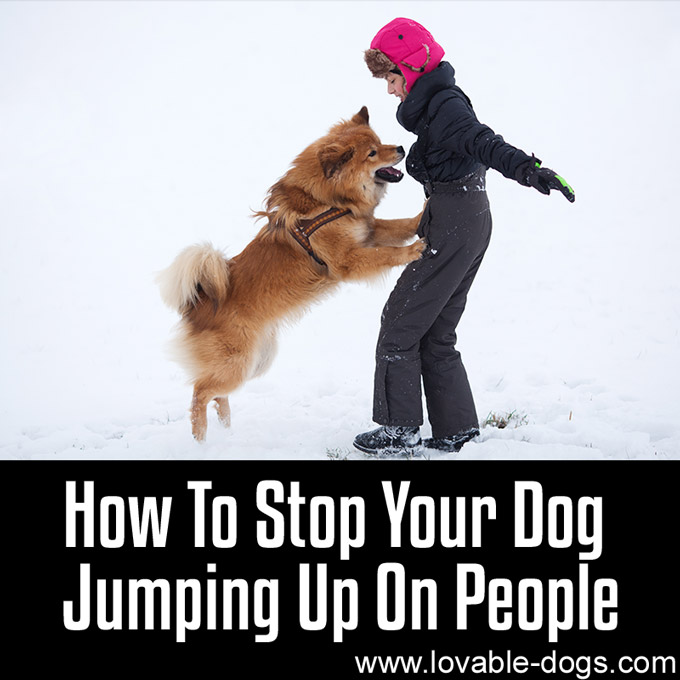How To Stop Your Dog Jumping Up On People - WP