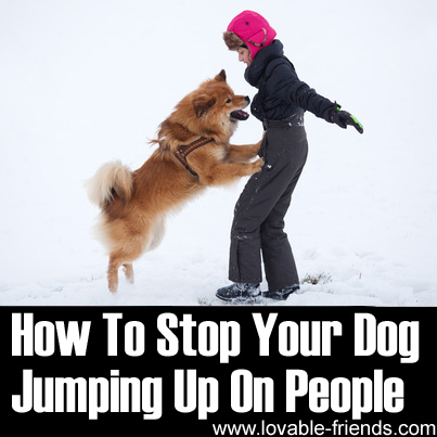 How To Stop Your Dog Jumping Up On People
