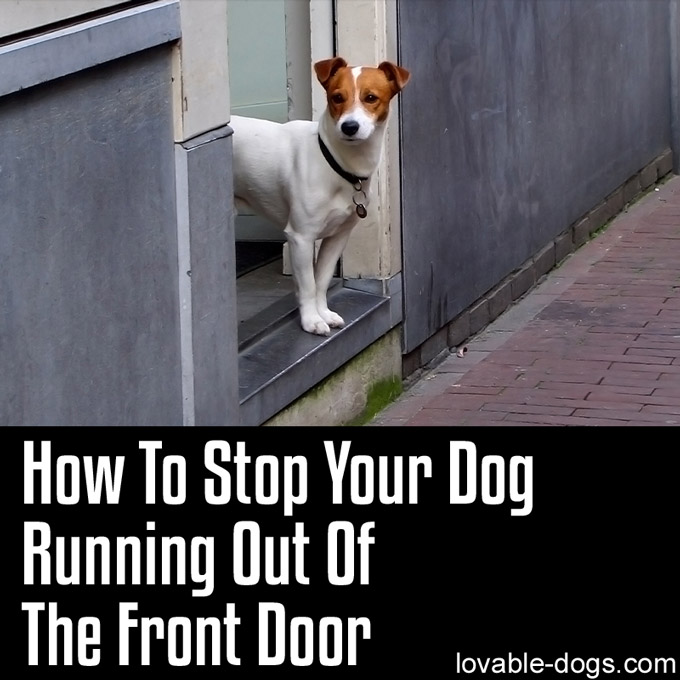 How To Stop Your Dog Running Out Of The Front Door - WP