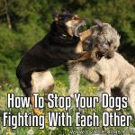 How To Stop Your Dogs Fighting With Each Other