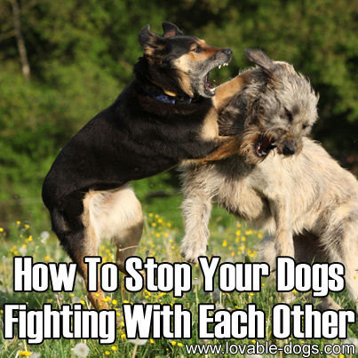 How To Stop Your Dogs Fighting With Each Other