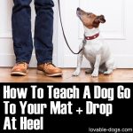 How To Teach A Dog Go To Your Mat + Drop At Heel