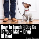 How To Teach A Dog Go To Your Mat + Drop At Heel