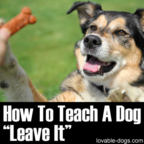 How To Teach A Dog Leave It