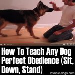 How To Teach Any Dog Perfect Obedience (Sit, Down, Stand)