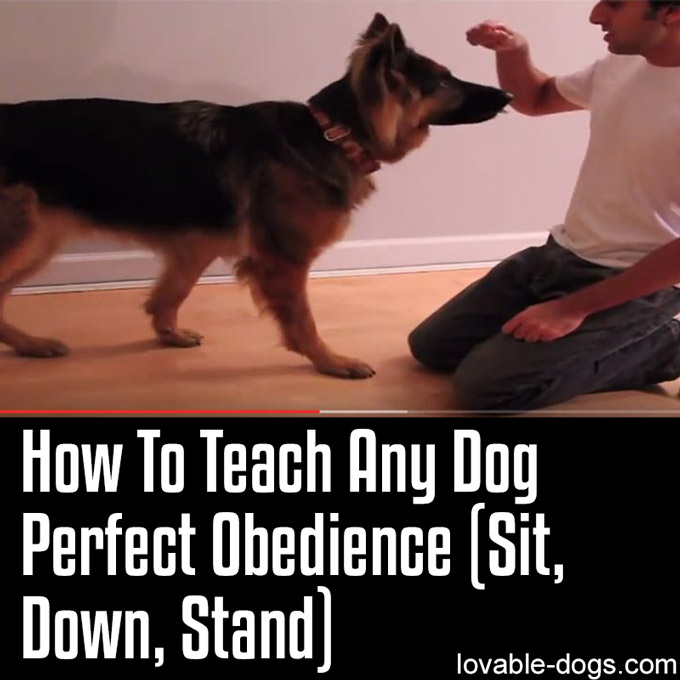 How To Teach Any Dog Perfect Obedience (Sit, Down, Stand) -WP