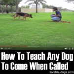How To Teach Any Dog To Come When Called